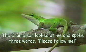 Chameleon righting adventure